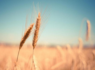 There’s more to the Wheat crisis than just the Russian-Ukrainian war