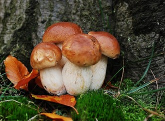 Sautéed porcini mushrooms
